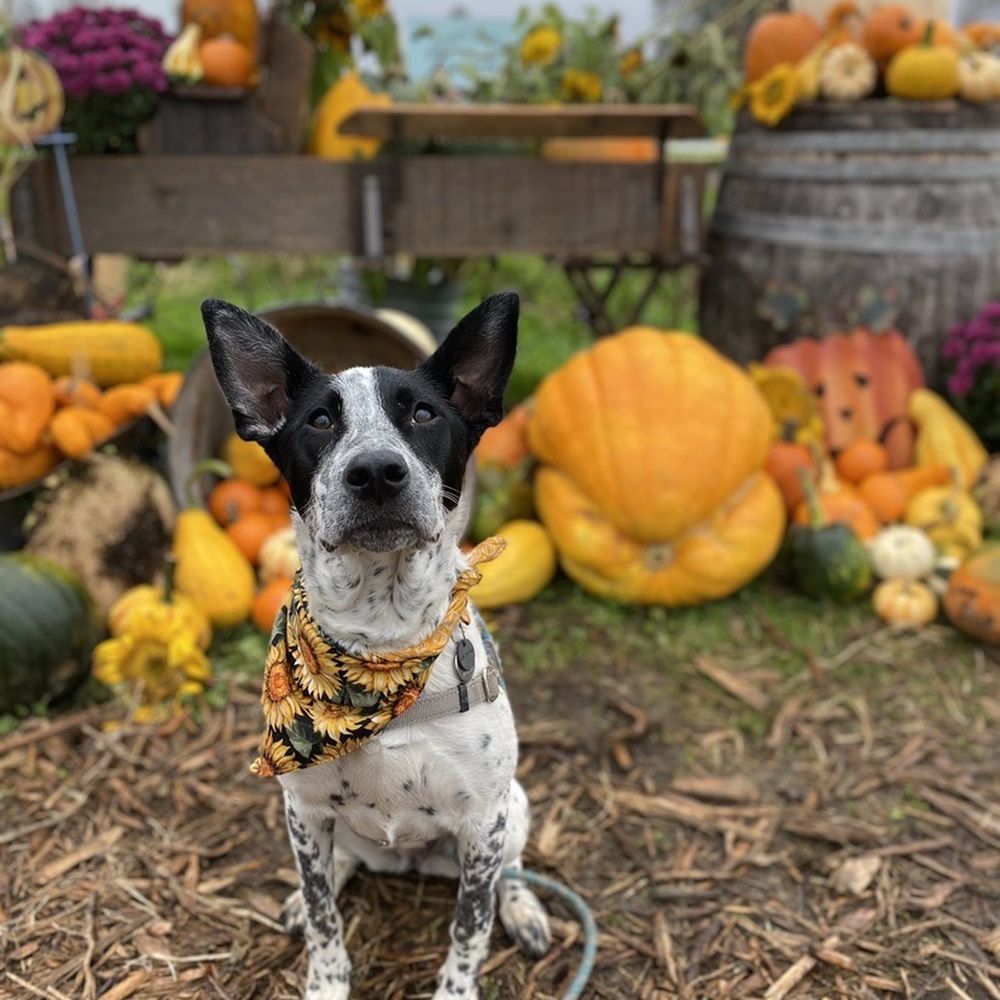 Muddy Boots Pumpkin Patch & Corn Maze - Pumpkin Patches Near Me - Duvall, Washington Muddy Boots Pumpkin Patch & Corn Maze - Pumpkin Patches Near Me - Duvall, Washington