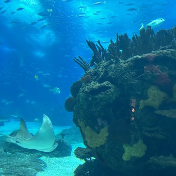 Oceanário de Lisboa - Aquariums Near Me - Lisbon, 11 Oceanário de Lisboa - Aquariums Near Me - Lisbon, 11