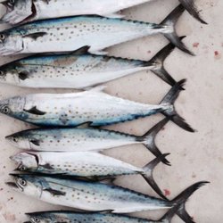 Slot Machine Fishing Charters