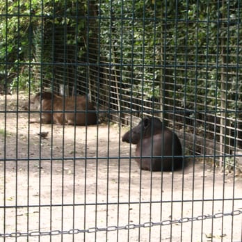 Tierpark - Zoos Near Me - Bad Pyrmont, NI