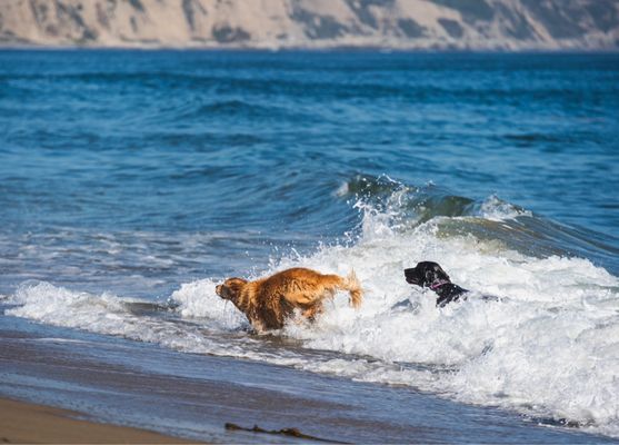 Limantour Beach by null
