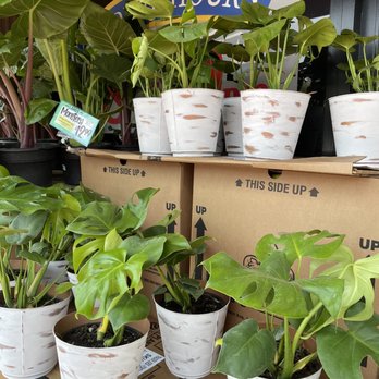 Trader Joe's - Monstera - Grocery Near Me - Torrance, California Trader Joe's - Monstera - Grocery Near Me - Torrance, California