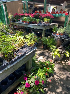 Photo of Sherry's Produce - Tucker, GA, US. Plants and produce