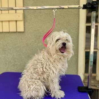 Doggy Detail - Oscar before grooming - Pet Groomers Near Me Doggy Detail - Oscar before grooming - Pet Groomers Near Me