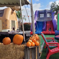 Waynes World of Trees & Pumpkin Patch