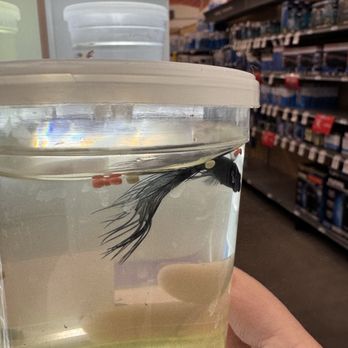 PetSmart - Dead Beta Fish - Pet Training Near Me - Houston, Texas