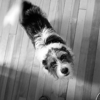Take Paws - Dog Walkers Near Me Take Paws - Dog Walkers Near Me