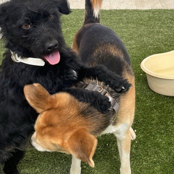 Parkland Pet Resort - Pet Groomers Near Me - Hollister, California