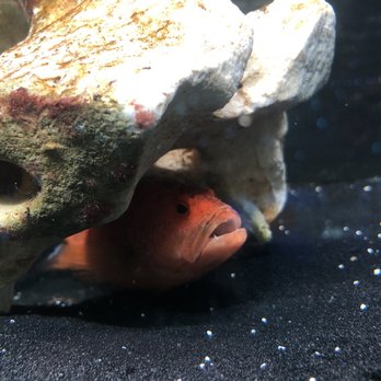 Jungle Aquatics - Always hungry - Local Fish Stores Near Me - Virginia Beach, Virginia Jungle Aquatics - Always hungry - Local Fish Stores Near Me - Virginia Beach, Virginia
