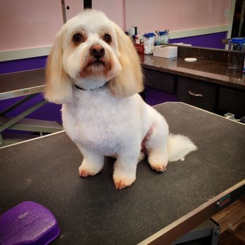 Furry Finesse - Fresh groom! - Pet Groomers Near Me - Highland Park, Illinois Furry Finesse - Fresh groom! - Pet Groomers Near Me - Highland Park, Illinois