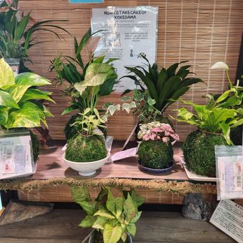 Mitsuwa Marketplace - Kokedama plants for sale - Japanese Near Me - San Diego, California Mitsuwa Marketplace - Kokedama plants for sale - Japanese Near Me - San Diego, California