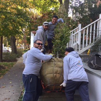 Torres Landscaping - Our crew installing a massive (700 lbs) nice looking European Hornbeam last fall!!! A+ for our team!!! - Gardeners Near Me - Calverton, Maryland Torres Landscaping - Our crew installing a massive (700 lbs) nice looking European Hornbeam last fall!!! A+ for our team!!! - Gardeners Near Me - Calverton, Maryland
