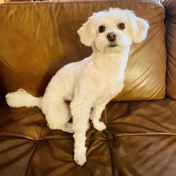 Freshly Groomed and Seriously Adorable Freshly Groomed and Seriously Adorable