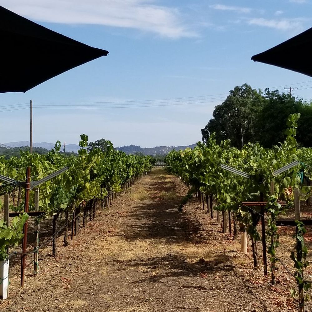 Saddleback Cellars - rows of grape vines in a vineyard - Wine Tasting Room Near Me - Oakville, California Saddleback Cellars - rows of grape vines in a vineyard - Wine Tasting Room Near Me - Oakville, California