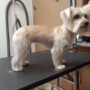 The Urban Dog - Pet Groomers Near Me - Central Point, Oregon The Urban Dog - Pet Groomers Near Me - Central Point, Oregon