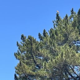 Lots of birds of prey on this course. Birdies, not so many. Lots of birds of prey on this course. Birdies, not so many.