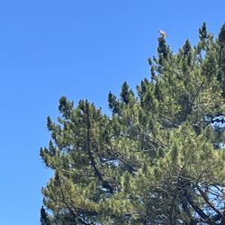 Blacklake Golf Resort - Lots of birds of prey on this course.  Birdies, not so many.