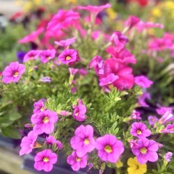 Gunter's Greenhouse