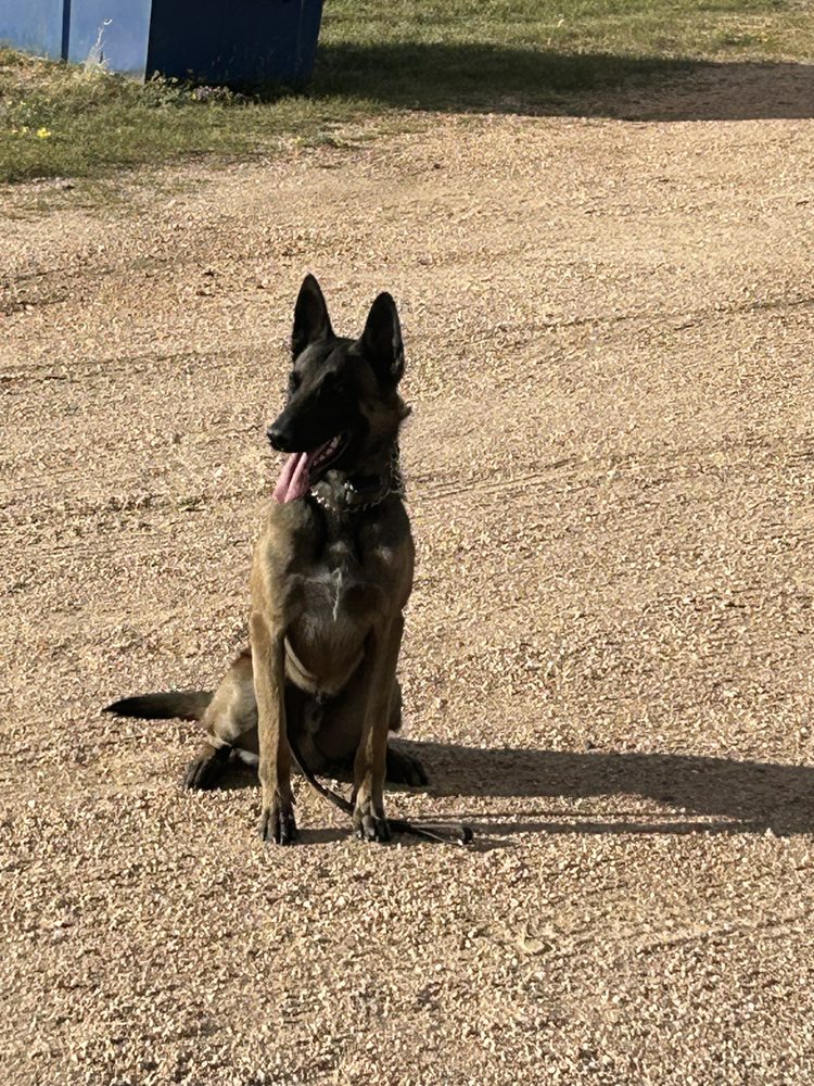 Colts Legacy K9 Services - pet boarding facility in Peyton, CO
