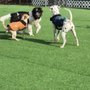Photo of K9 Crush Dog Daycare & Boarding