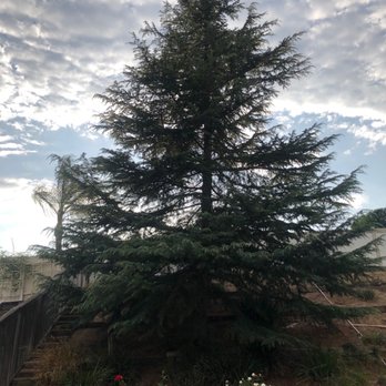 Vicente Tree Services and Landscape - Before and after - Landscaping Near Me Vicente Tree Services and Landscape - Before and after - Landscaping Near Me