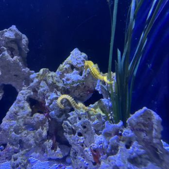 Key West Aquarium - Aquariums Near Me - Key West, Florida