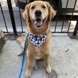 Handsome boy in a new bandana!