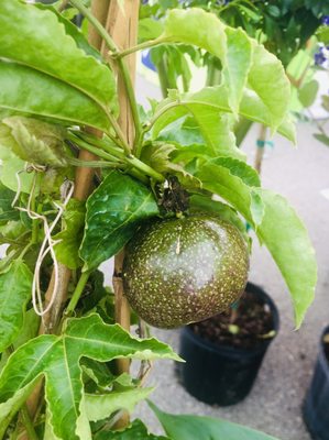 Cape Coral Farmers Market by null