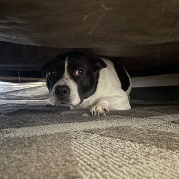 Towneplace Suites by Marriott - Dog under the bed!! - Hotels Near Me - Columbia, South Carolina Towneplace Suites by Marriott - Dog under the bed!! - Hotels Near Me - Columbia, South Carolina