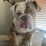 Bulldog Pub & Grub