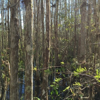 Audubon's Corkscrew Swamp Sanctuary - Hiking Near Me - Naples, Florida Audubon's Corkscrew Swamp Sanctuary - Hiking Near Me - Naples, Florida