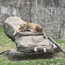 Lioness Lioness