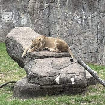Cameron Park Zoo - Lioness - Zoos Near Me - Waco, Texas Cameron Park Zoo - Lioness - Zoos Near Me - Waco, Texas