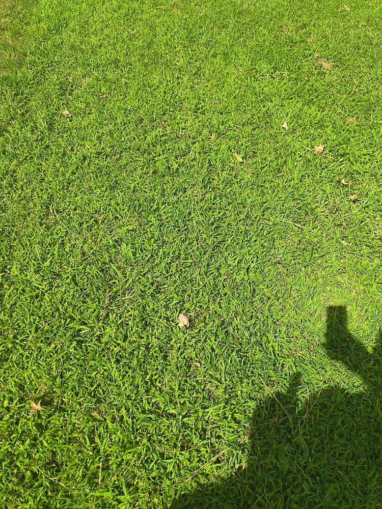 Beedybop Lawncare & Tree Services - tree service in Chesterfield, VA