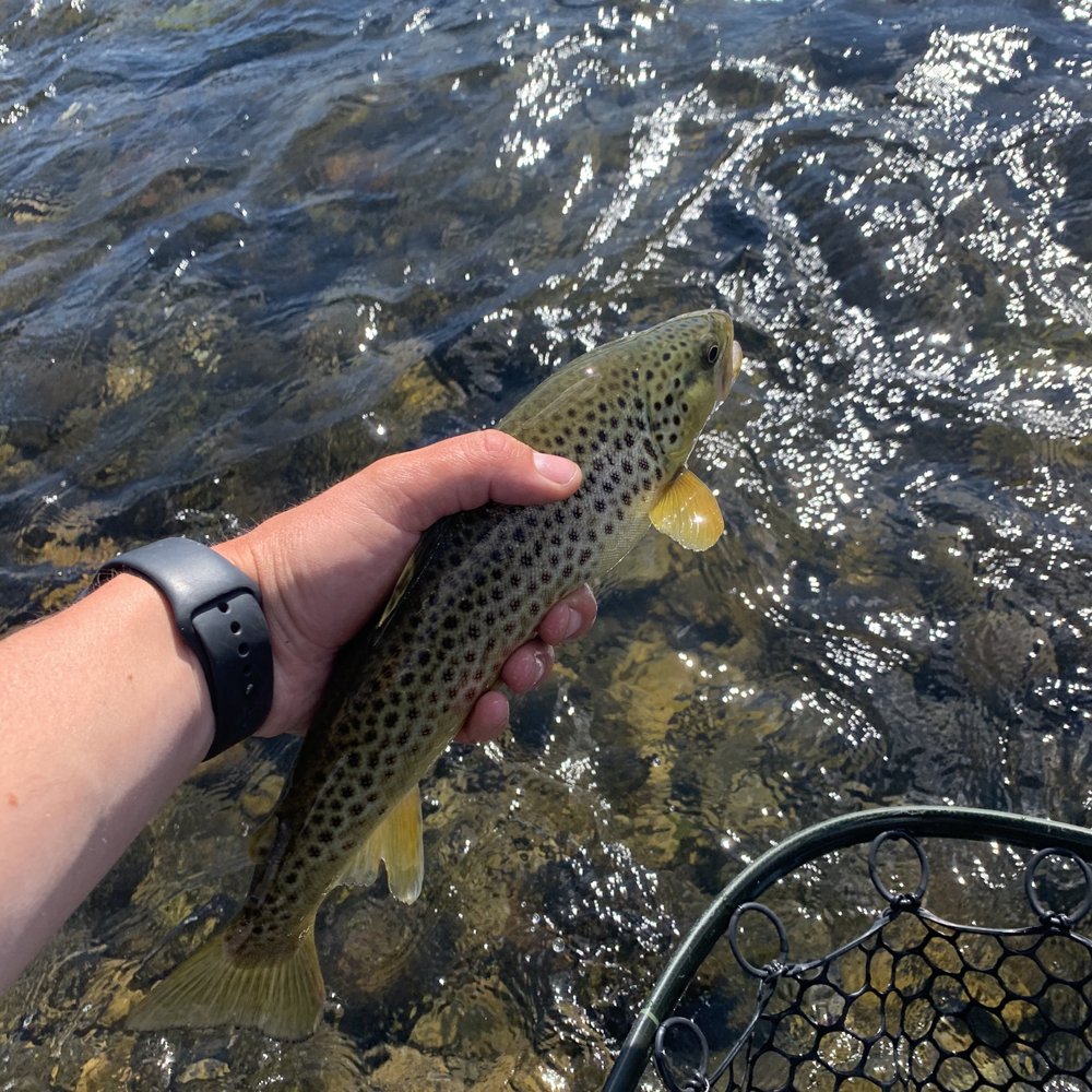 Arrick's Fly Shop - Tours Near Me - West Yellowstone, Montana