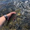 Arrick's Fly Shop gift card