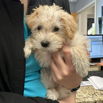 Hollymead Veterinary Hospital - Veterinarians Near Me - Charlottesville, Virginia Hollymead Veterinary Hospital - Veterinarians Near Me - Charlottesville, Virginia