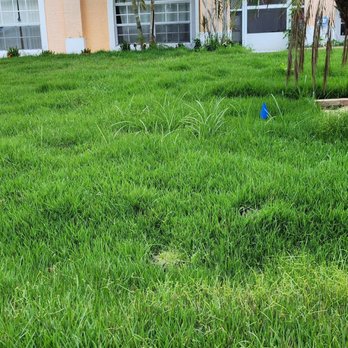 Tree Removal Expert Plus - Several types of mixed sod. About 30% weeds due to the very poor sod instalation. - Tree Services Near Me Tree Removal Expert Plus - Several types of mixed sod. About 30% weeds due to the very poor sod instalation. - Tree Services Near Me