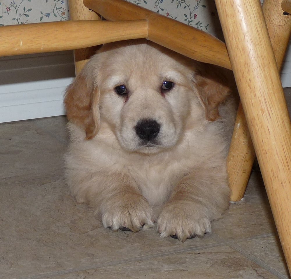 BEST IN CLASS PET CARE, LLC Updated June 2024 Tenafly, New Jersey