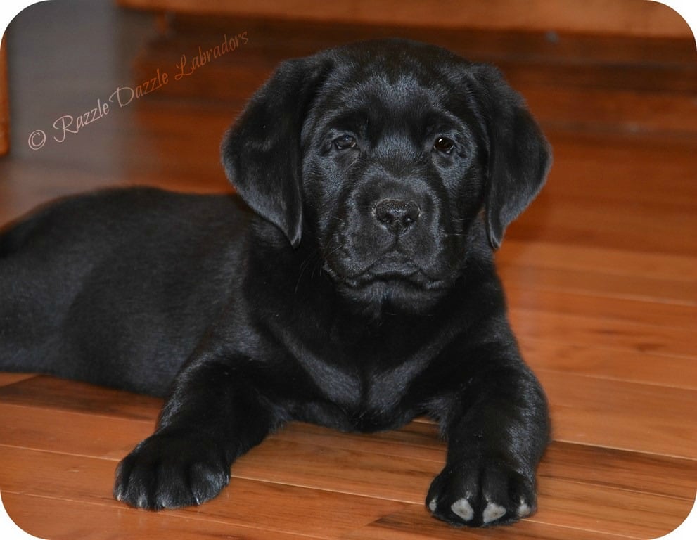 RAZZLE DAZZLE LABRADORS Pet Services Lavonia, Phone