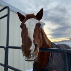 Standley Lake Stables - Bunz enjoying his run in the snow