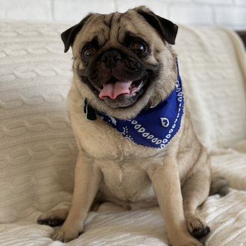 Sung's Grooming Studio - full service grooming - Pet Groomers Near Me - Studio City, California Sung's Grooming Studio - full service grooming - Pet Groomers Near Me - Studio City, California