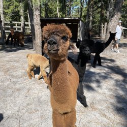 Out Of Sight Alpacas - Alpacas say hi