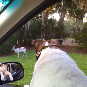 Patrick Veterinary Clinic - Freddie sees a Piebald Deer, then he jumped out playing Catch - Veterinarians Near Me - Charleston, South Carolina Patrick Veterinary Clinic - Freddie sees a Piebald Deer, then he jumped out playing Catch - Veterinarians Near Me - Charleston, South Carolina