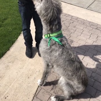 K9 Grooming - Pet Groomers Near Me - Warren, Oregon
