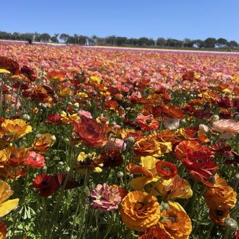 The Flower Fields - Venues & Event Spaces Near Me - Carlsbad, California The Flower Fields - Venues & Event Spaces Near Me - Carlsbad, California