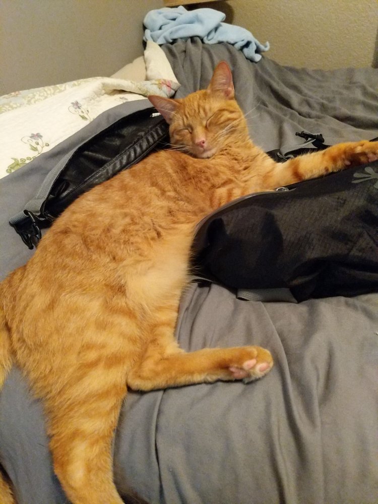 VETERINARY EMERGENCY CLINIC Updated March 2024 19 Reviews 17829