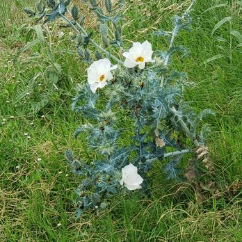 Sky Park RV Ranch - Wildflowers - RV Parks Near Me - Liberty Hill, Texas