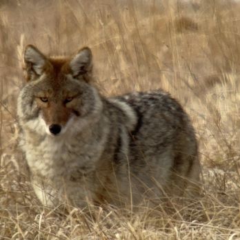 BrushBuck Wildlife Tours - Tours Near Me - Jackson, Wyoming