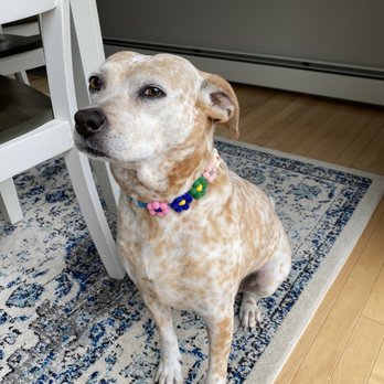 Grand Paws Pet Salon - Pet Groomers Near Me - Shapleigh, Maine Grand Paws Pet Salon - Pet Groomers Near Me - Shapleigh, Maine
